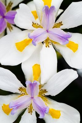 g13/30/528330/3/134546454.e5b383f6.JPEG