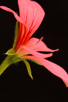 g13/30/528330/3/134926358.9a08d8b7.JPEG