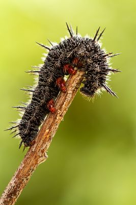 Insects and Reptiles