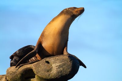 Sea Lions and Seals