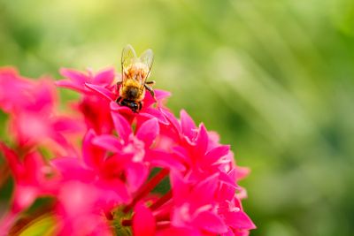 g13/30/528330/3/174928757.a96e8ed7.JPEG