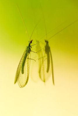 g13/30/528330/3/174944727.f11c1f73.JPEG