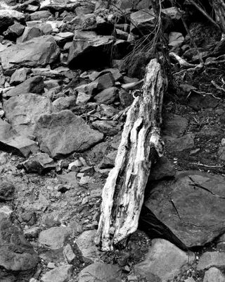 Driftwood