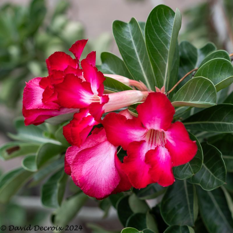 Thai Flowers