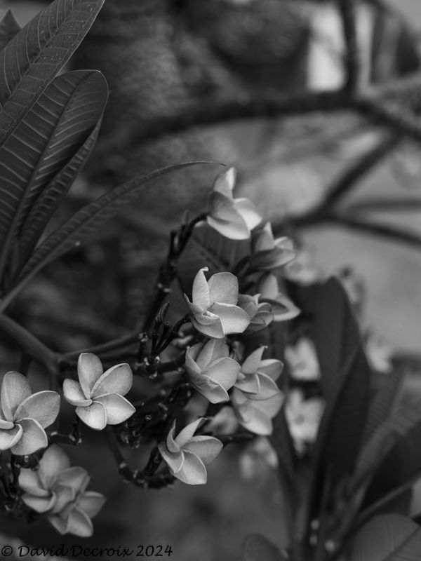 Flowers in Chiang Mai, BW
