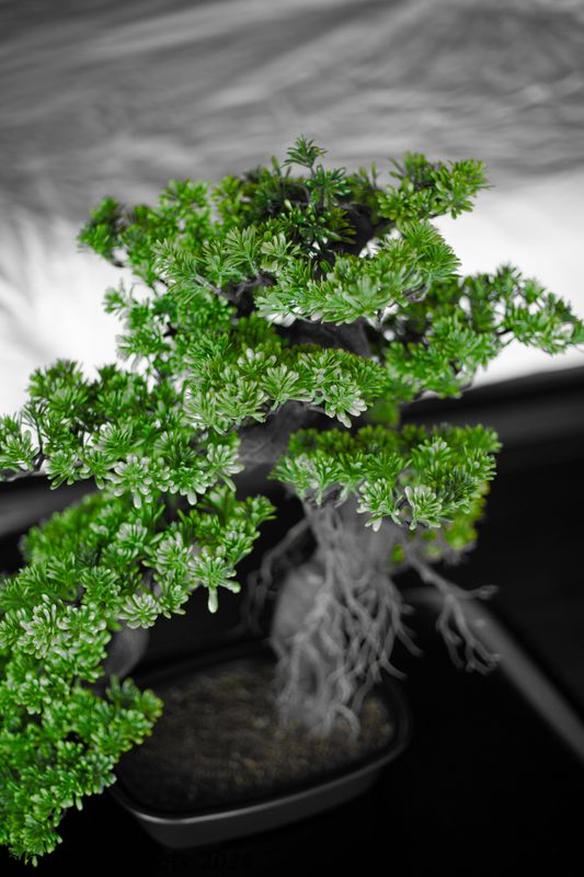 Thai Bonsai