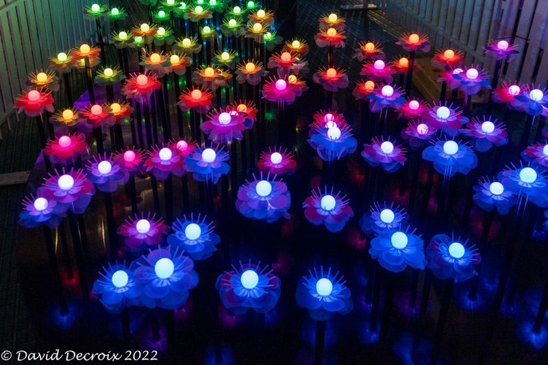 Vivid 2022