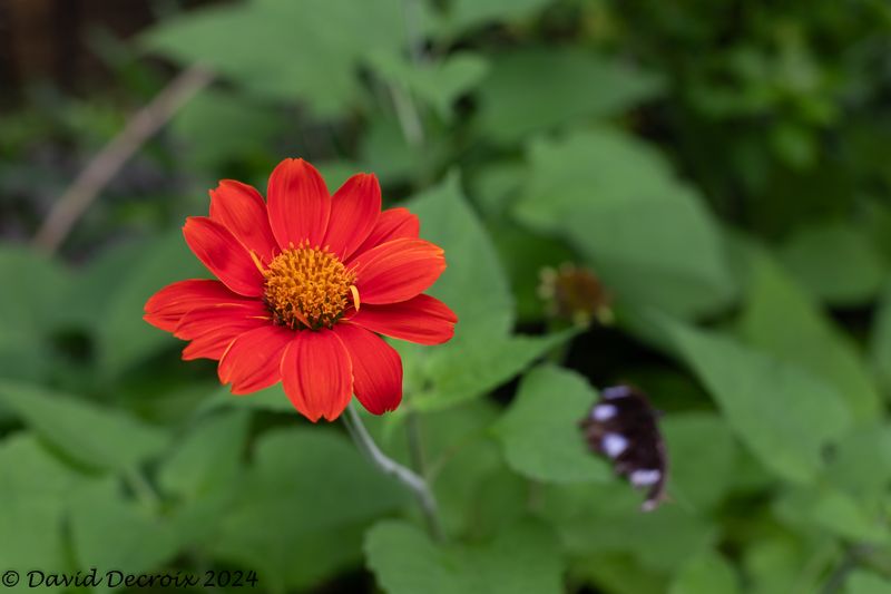 Chiang Mai, Thailand