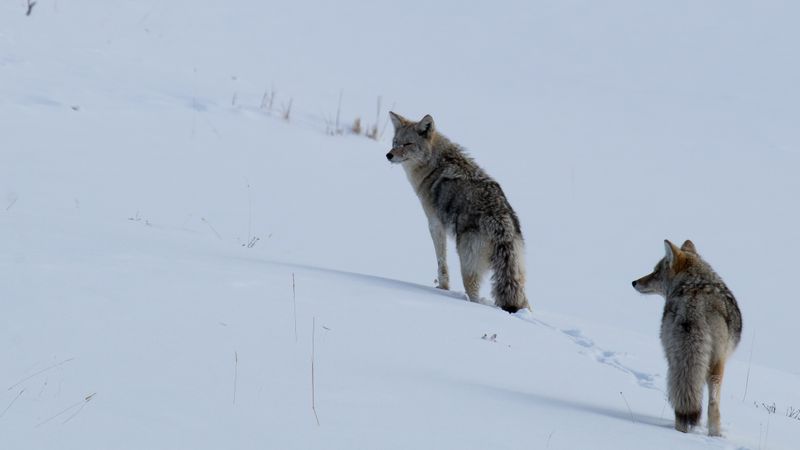 ynp_febr_2020