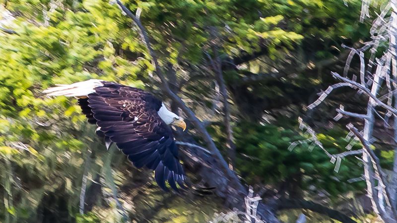 Overal eagles, spiedend naar prooi of op jacht.