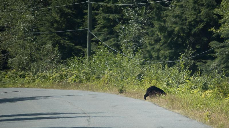 Hoera! Eindelijk een beer die de weg oversteekt, op Vancouver Island.