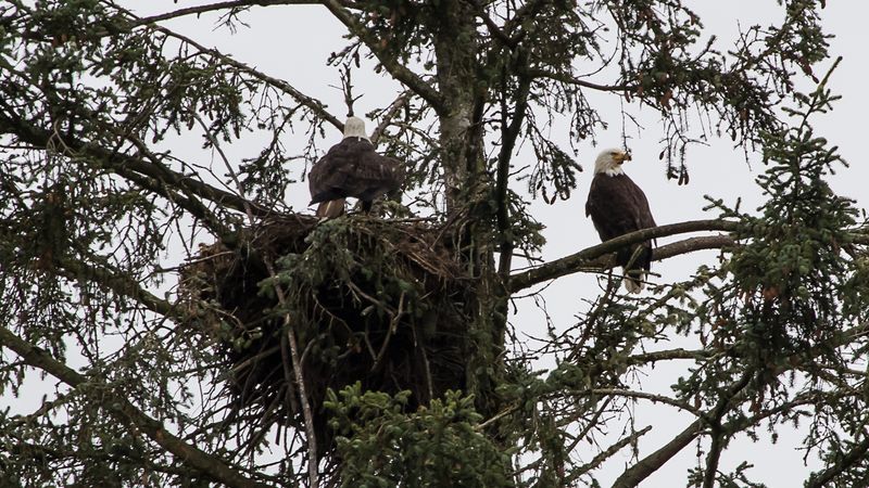 Onze eagles. Duidelijk in de war omdat de twee chicks vroeg waren uitgevlogen, en tegen de gewoonte in nauwelijks meer thuis k