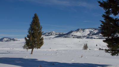 ynp_febr_2020