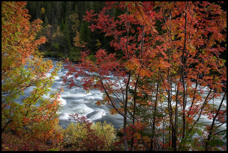 Autumn colors in Bydalen - Jmtland