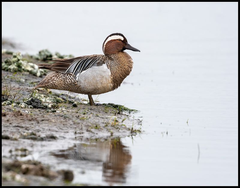 Male Garganey (rta) - Halmstad