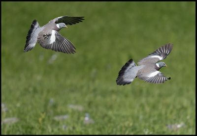 Common Wood-Pigeon - Lund (2 exposures)