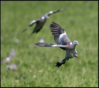 Common Wood-Pigeon - Lund