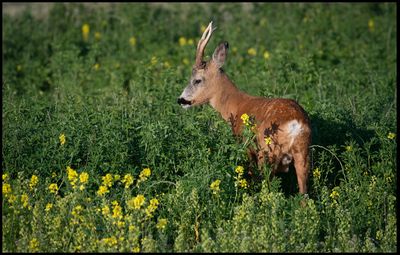 Rbock (Roe Deer) - Parbong land