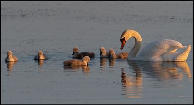Mute Swan (Knlsvan) with six young - Grnhgen land