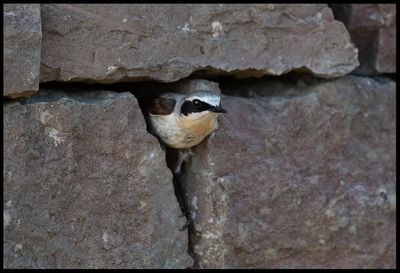Male Weatear (Stenskvtta) nesting in my stonewall - Grnhgen land