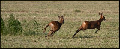 Roe Deer - Parboäng Öland
