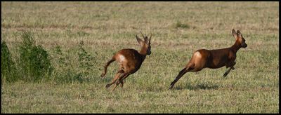 Roe Deer - Parbong land