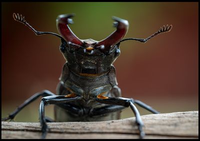 Ekoxe hane (Stag Beetle) - Krkens Oskarshamn