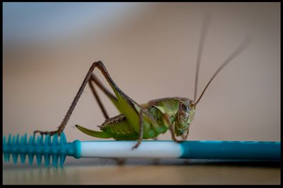Grasshopper on my toothpick....!