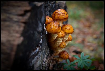 Small mushrooms on old log - Scania (what species?)