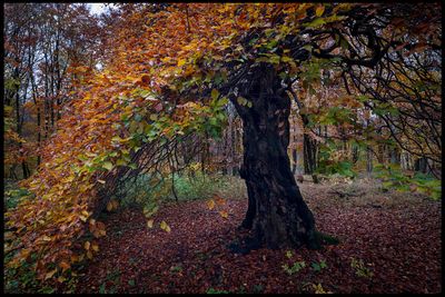 Beech tree - Scania