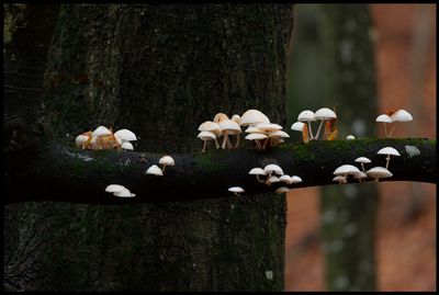 Funnel Mushrooms in tree (trattskivlingar) - Börringe Scania