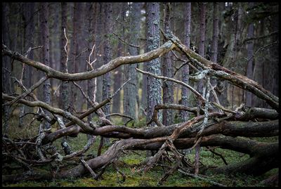 Trollskogen - Skeppersng land