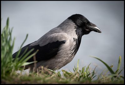 Crow (Gr Krka) - Malm