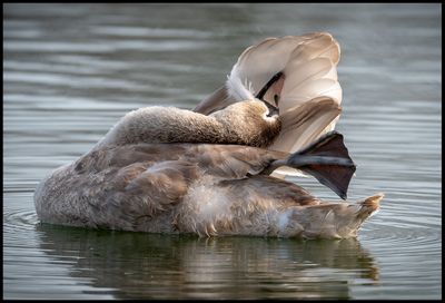 Juvenile Mute Swan (Knlsvan) - Malm