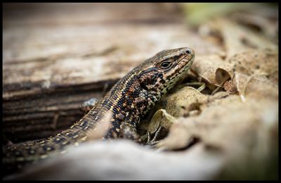 Viviparous Lizard (Skogsödla) - Scania