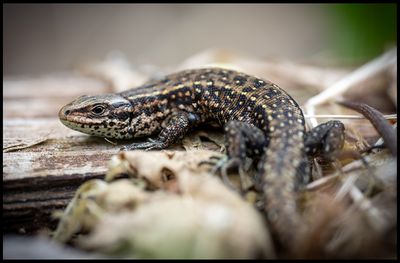 Viviparous Lizard (Skogsödla) - Scania
