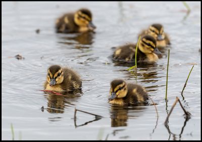 Mallard chicks (Gräsand ungar) - Halmstad