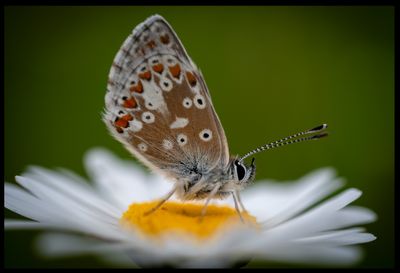 Midsommarblåvinge - Albrunna Öland