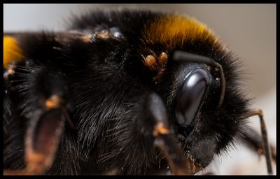 Kvalster på Jordhumla (Mites on a Bumblebee) - Öland