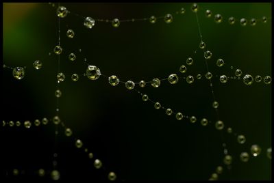 Spider web with water droplets