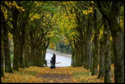 Autumn alley - Lund