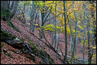 Autumn colors - Forsakar
