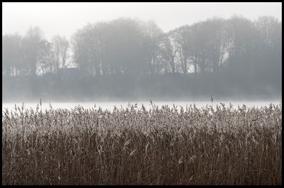 Foggy morning at Ringsjn