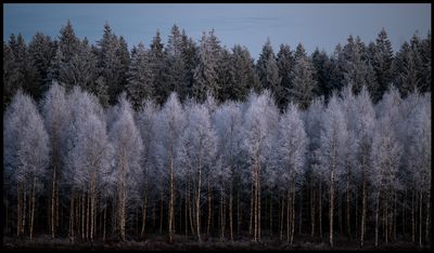 Evening frost near Gottåsa - Småland