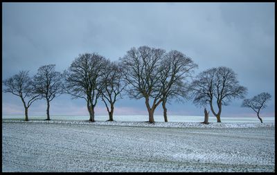 Alley near Näsbyholm - Skåne