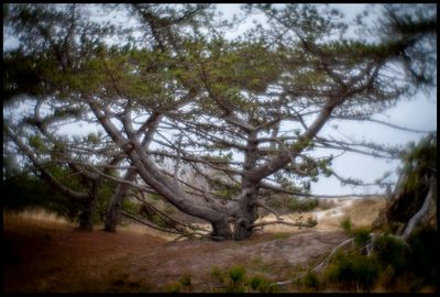 Pine near Falsterbo - Skne