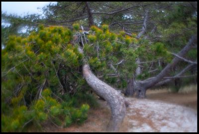 Pine near Falsterbo - Skne