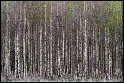 Trees & Forest