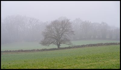 Oak in fog near Kristianstad
