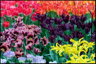 Tulips - Keukenhof The Netherlands